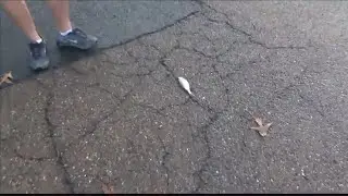 It was raining fish!... In Texas