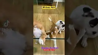 Boxer Dogs for Sale Singapore 88 Euro Pets Call 81352277 #boxerdog #boxerdogsofinstagram #88europets