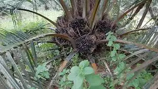 Varietas Seu Supreme Idola Baru Petani Milenial