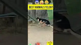 Asian Animals talent😨 #Funny Dog #Funny Cat #Thank For Watching #BB  SHORTS
