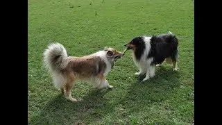 Adventures of farm collies ep 29 Locins and we playing a stick