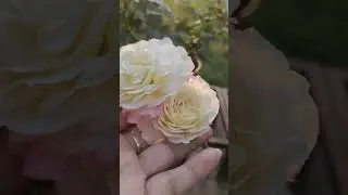 My roses ##rosecaring #flower #reels #rose #viral #treanding