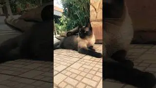 #gatinhofofo #gatosiames #catsiamese #siamese #siamesecat #gatinho #gatinhos #gatinhosfofos #gateiro