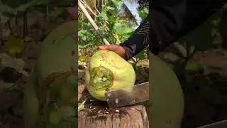Get the PERFECT Coconut Cut with These Expert Tips! #satisfying #fruit 