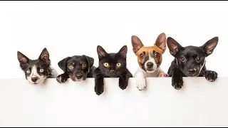 The FUNNIEST Pet Videos of the year 2024 | BEST Compilation pet videos