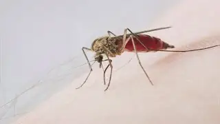 Where Mosquitoes Are Biting The Most In The Metro