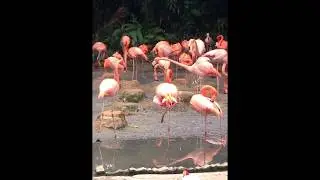 Images of Jurong Birds Park - Singapore