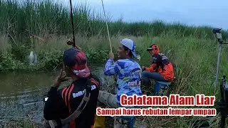 Lomba Mancing Nila Liar di Alam Bebas