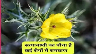 सत्यानाशी के फायदे और नुकसान | satyanashi ke fayde |satyanashi paudhe ka upyog