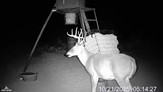 Big Buck at the feeder