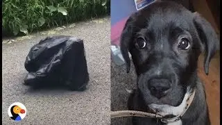 Puppy Left in Trash Bag in the MIDDLE OF THE ROAD UPDATE | The Dodo