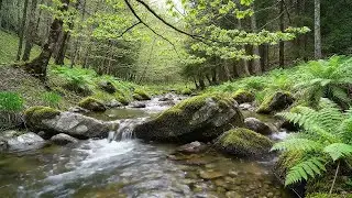 Amazing Forest Ambience, Beautiful Stream and Birds Singing for Sleep & Stress Relief