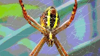 St Andrew's Cross spider