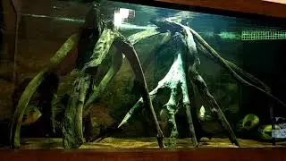 Uaru Amphiacanthoides