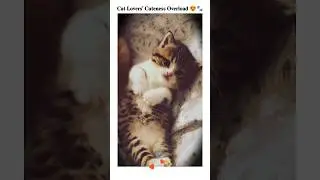 𝐂𝐮𝐭𝐞𝐧𝐞𝐬𝐬 𝐎𝐯𝐞𝐫𝐥𝐨𝐚𝐝 𝐀𝐥𝐞𝐫𝐭 🐾🐈😍 𝐂𝐚𝐭 𝐋𝐨𝐯𝐞𝐫𝐬 𝐎𝐧𝐥𝐲❤️ 𝐓𝐞𝐫𝐞 𝐁𝐢𝐧 𝐍𝐚𝐢 𝐋𝐚𝐠𝐝𝐚 𝐃𝐢𝐥 𝐌𝐞𝐫𝐚 #youtubeshorts #shortvideo