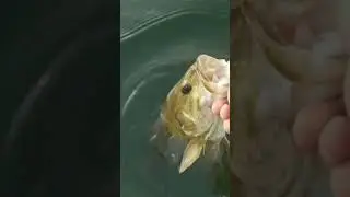 Smallie release in NJ reservoir