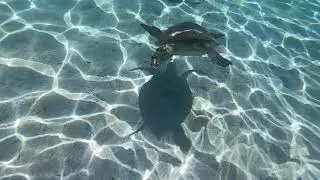 fig tree bay turtle cyprus