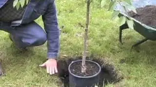 Planting a Cherry Tree