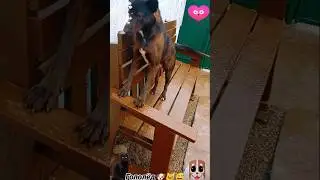 Гололед 🐶🐱😅#животные#вмиреживотных#собака#черныйкот#гололед#непога#юмор#кринж#интересно#весело#гав