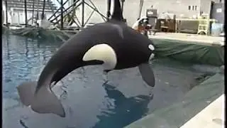 Movie Magic - Jaws, Free Willy