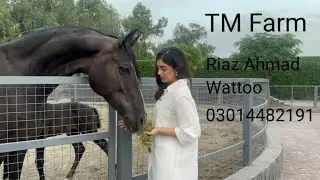 TM stud Farm horse 🐎🐴🐴🐎