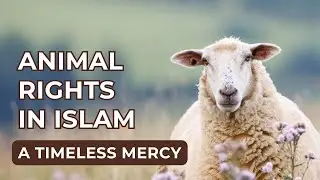Animal rights in Islam: A comprehensive framework | Timeless Islamic Wisdom