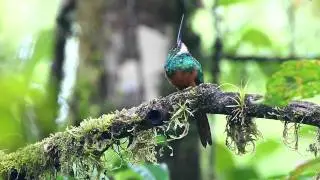Rufous-tailed Jacamar