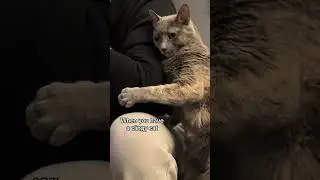 @paulinakrolik: She wants to hug all day. Wait for it🥰 #cat  #catlover #kitty