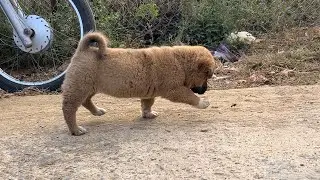 Adorable Yellow Puppy Curiously Playing with Bees | Cute Puppy Videos.