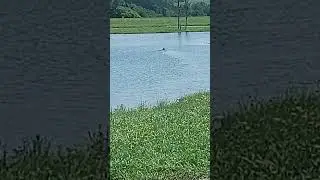 Retriever Training, watermarks MAKO 7/19/23