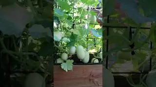 Crystal apple cucumber harvest 🧺 #ediblegarden #verticalgardening #permaculturegarden