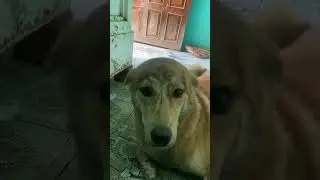 My dog sit style sharudoglover #dogoftheday #dog #dogowner #dogs #funny #ilovemydog #doggie #doglife