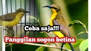 Panggilan sogon betina,agar sogon jantan tambah gacor,sogon bahan rajin bunyi