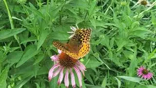 Gardening for Pollinators