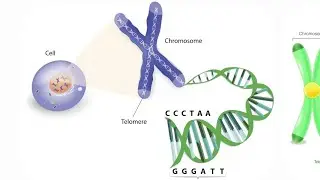 Telomeres| Telomerase|function of telomere|end replication problem|molecular genetics| Basic concept