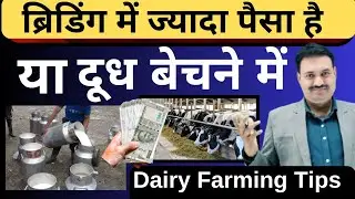 Is there more money in breeding or in selling milk? Dairy Farming Tips 😇 Dairy Farm Business Plan