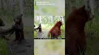 This mama bear was not having the shenanigans.