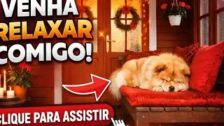Relaxe Agora 🕯️🍂 | Ambiente Quente com um lindo Chow Chow, Tranquilo e Confortável.