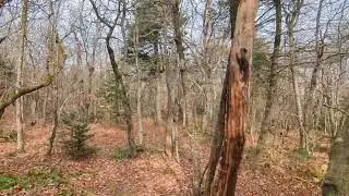 Fir Mountain 11/17/23