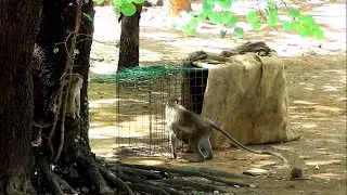 Monkey group arriving at school set a trap made of sackcloth and wire and released back into theWild