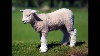 Mary had a little lamb nursery rhyme (indian style)