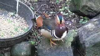 Mandarin Duck - Pato mandar&iacute;n - Canard mandarin - Anatra mandarina - Mandarynka