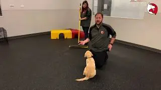Puppy Class Lesson: Critical Socialization Practice