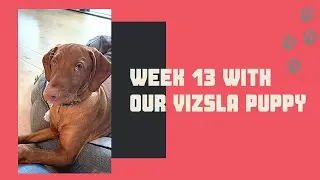 Week 13 with our 5 month old Vizsla puppy