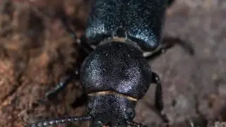 Organic Pest Control in Phoenix ~ Arizona Organic Pest & Termite Control ~ Exterminator