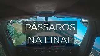Pouso desviando de pássaros em Jacarepaguá • C150 ✈