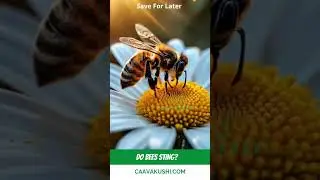 Do bumble bees sting? #bee #bees #bumblebee #sting