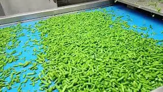 How to proceed French beans in food factory with IQF technology.