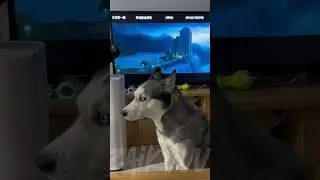 Amazing dog learns from Movies dogtalent #trending #trendingshorts #dog #dogs #pianist