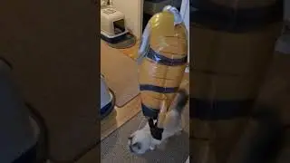 ragdoll plinkku vappu 2019